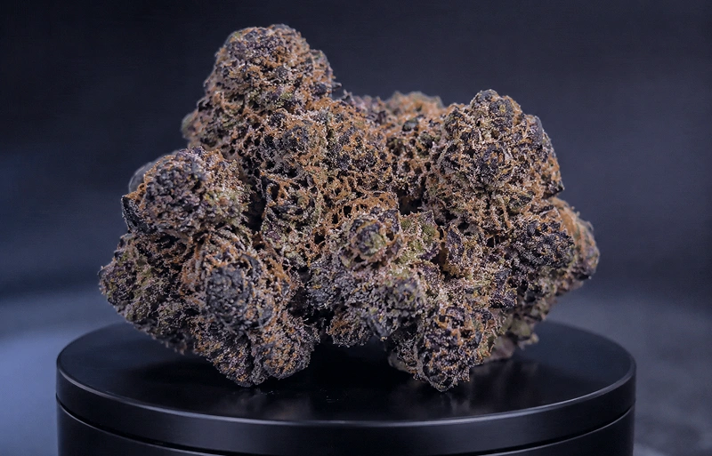 Black Truffle Strain