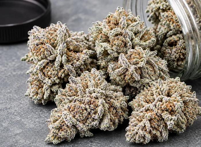 Super Silver Haze Strain