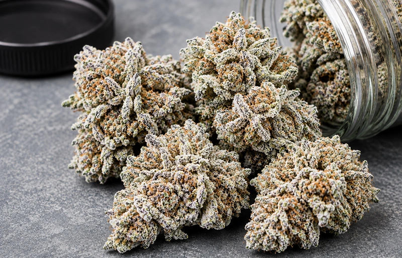 Super Silver Haze Strain