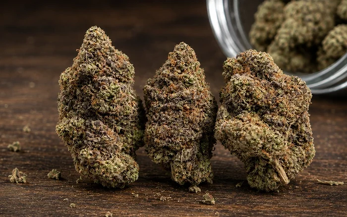 Hashburger Strain Review