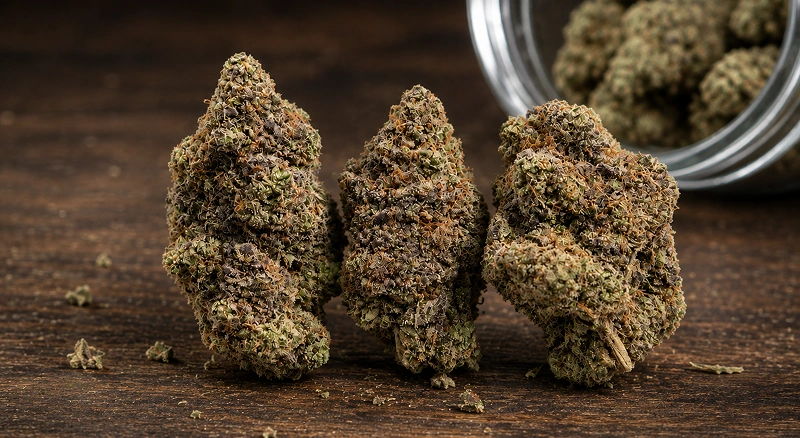 Hashburger Strain Review