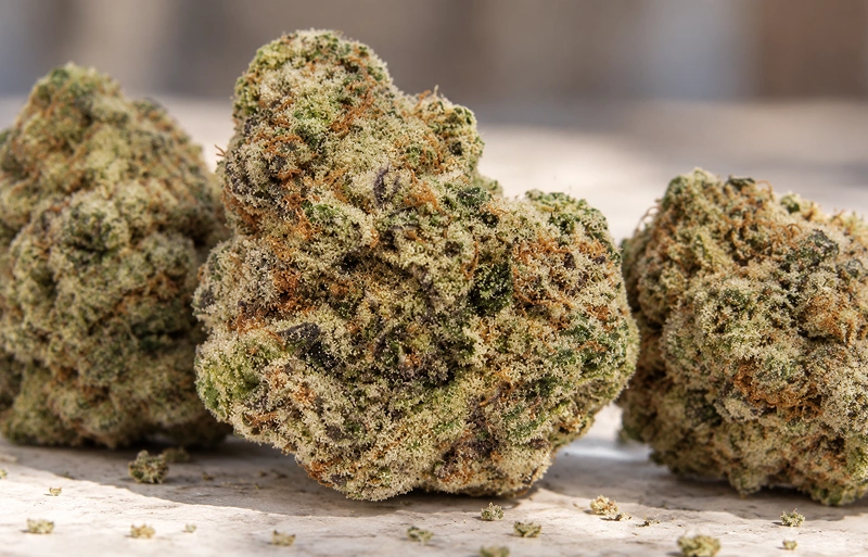 Toad Venom Strain